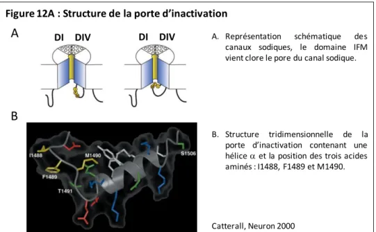 Figure 12A : Structure de la porte d’inactivation