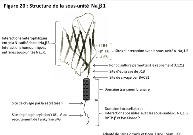 Figure 20 : Structure de la sous-unité  Na v 1