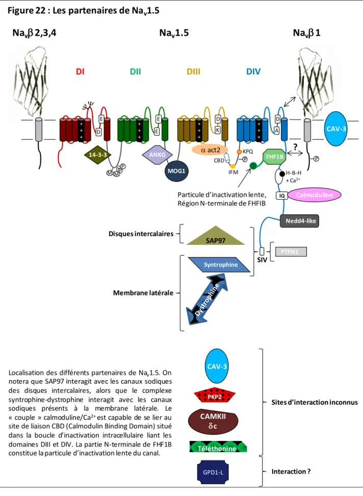 Figure 22 : Les partenaires de Na v 1.5