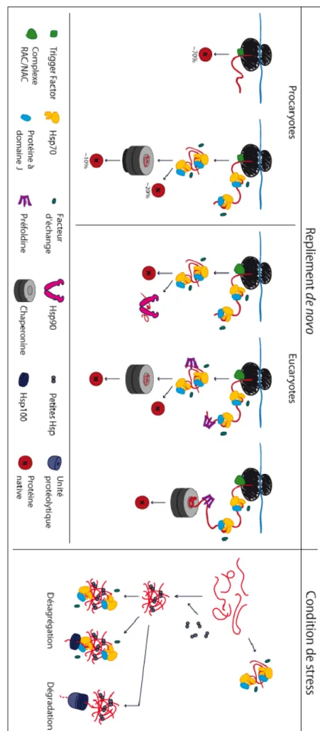Figure 4 : Coordination  des chap ero ns moléculai res cytosoliquesRepliement de novo