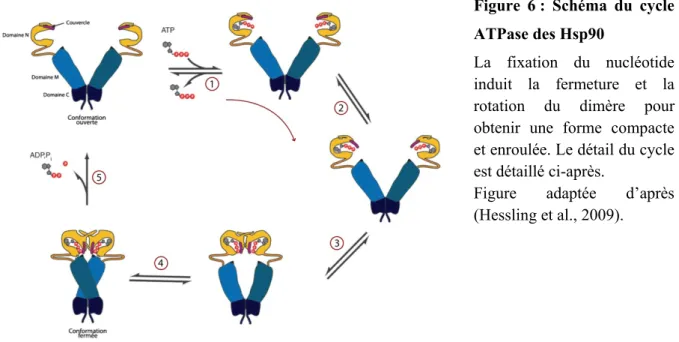 Figure 6 : Schéma du cycle  ATPase des Hsp90 