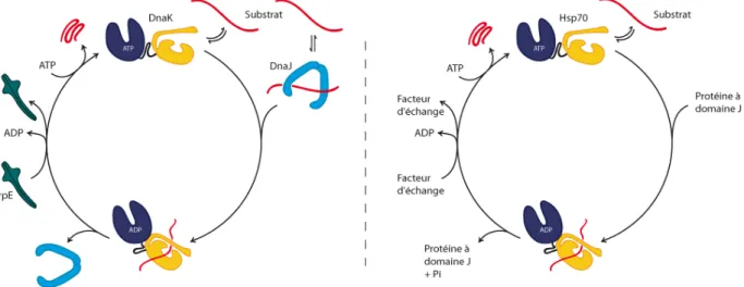 Figure 8 : Modèles du cycle ATPase des Hsp70 