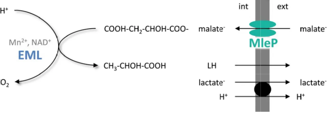 Figure  3 :  Mécanismes  de  réaction  de  décarboxylation  et  de  transport  de  l’acide  L 1992; Salema et al