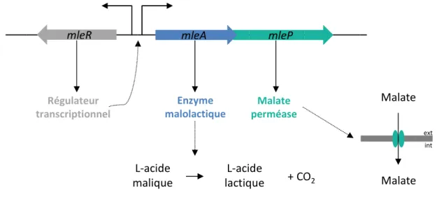 Figure 4 : Organisation génétique du locus malolactique de 