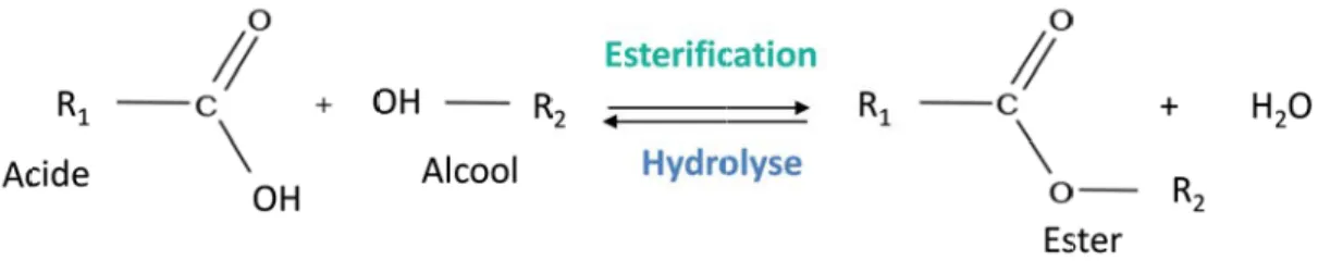 Figure 7 : Réactions de synthèse et d’hydrolyse des esters catalysées par les estérases.