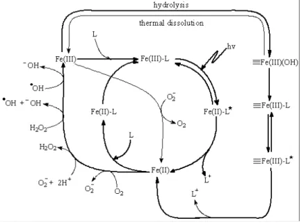 Figure II-C-2. The mechanism of photochemical redox cycling of iron in the aqueous 