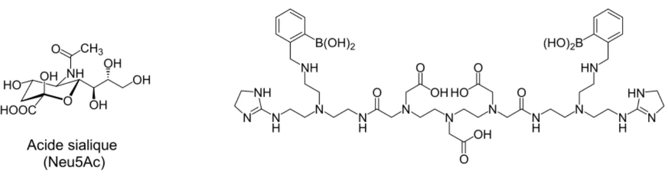 Figure I. 22 : Exemples de ligands utilisés pour la détection de l’acide sialique et sa forme majoritaire  Neu5Ac