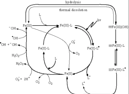 Figure II-B-1 The mechanism of photochemical redox cycling of iron in the aqueous solution