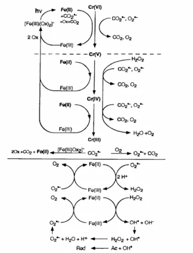 Figure II-B-5 Possible reactions in illuminated solution containing Cr(VI), Oxalate, and  Fe(II, III) (Hug et al., 1997)