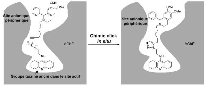 Figure  61.  Représentation  schématique  de  la  réaction  de  de  cycloaddition  alcyne-azoture  à  l’intérieur du site actif de l’acétylcholinestérase (AChE)