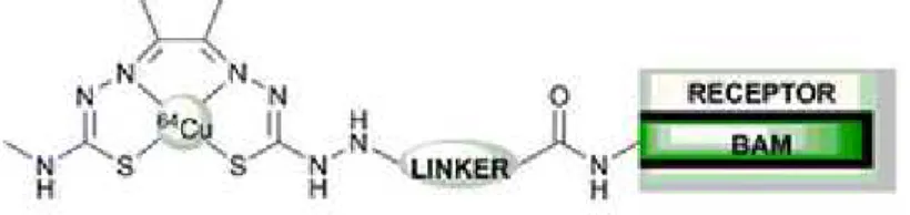 Figure  4.1.  Schematic  diagram  of  a  functionalized  bis(thiosemicarbazone)  conjugated  to  a  biologically  active  molecule  (BAM)  (Source:  Hueting  et  al.,  2010)