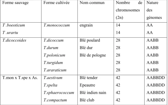 Tableau 1 : Classification génomique des Triticum (Feillet, 2000). 