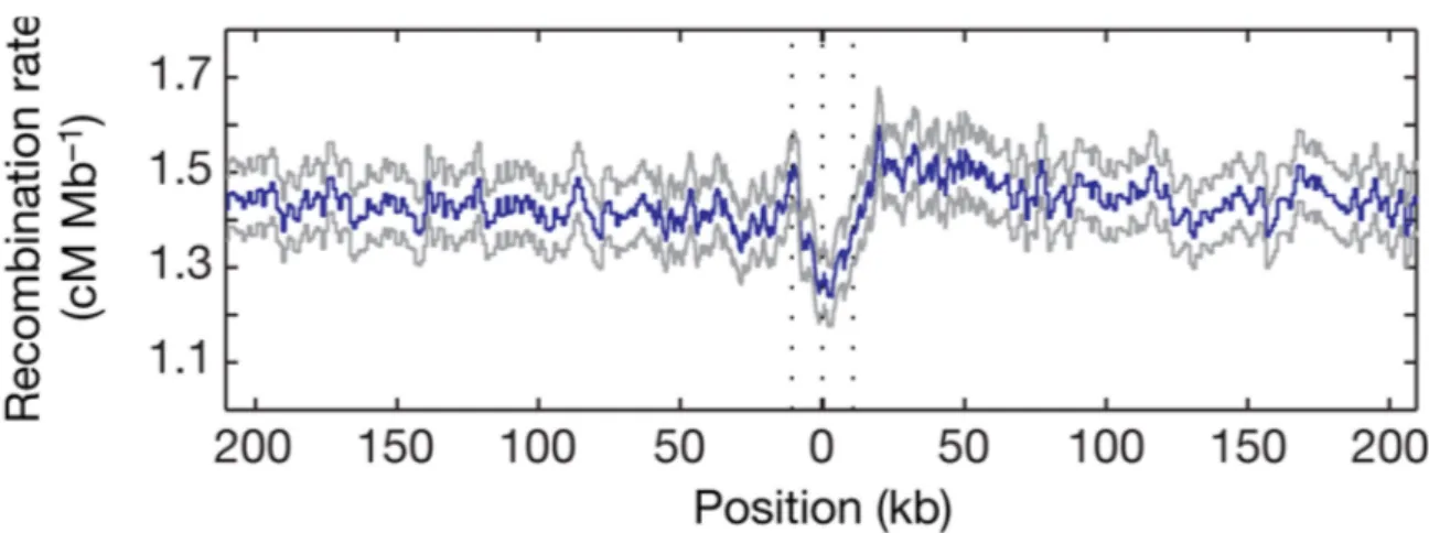 Figure I.9: The recombination rate around genes in human. The blue line indicates the mean