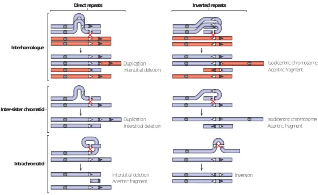 Figure I.11: Genome rearrangement by non-allelic homologous recombination. Crossover recombination between repeated DNA sequences at non-allelic positions can generate a deletion, a duplication, an inversion or an isodicentric chromosome