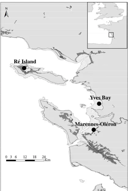 Fig. 1 Pertuis Charentais study site on the French Atlantic coast with the sampling stations: Ré  Island, Yves Bay, and Marennes-Oléron Bay 