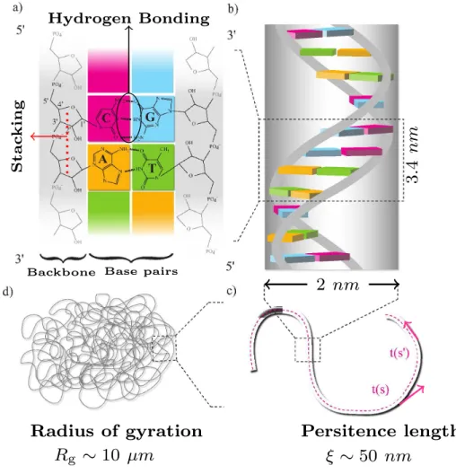 Figure 1.2: The structure of DNA is presented at different length scales. (a) The basic chemical composition of the primary structure of DNA is shown