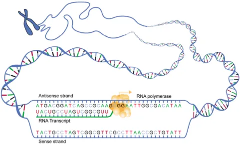 Figure 1.4: Sketch of RNA polymerase decoding the sequence and leaving behind the RNA transcript 1 