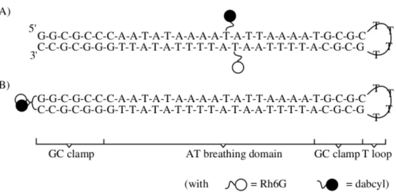 Figure 1.14: Sketch of M 18 DNA constructs: (A) with internal fluorescent tagging;