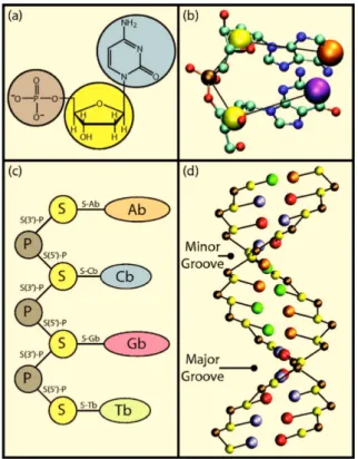 Figure 2.7: Schematic coarse-graining procedure for dsDNA. (a) Grouping of atoms.