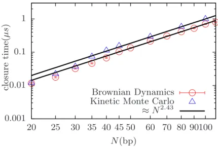 Figure 3.3: Log-log plot of the total closure time, τ closure , vs total DNA length N.