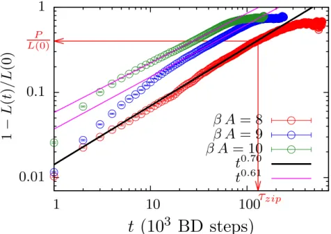 Figure 3.4: The averaged bubble size (normalized), L(t)/L(0) for N = 100 bps and for different Morse potential depths is shown with time