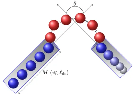 Figure 3.10: Sketch of two stiff rods connected by a flexible polymer.