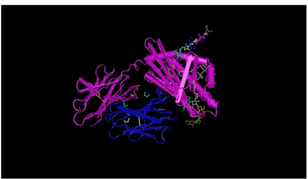 Figure 1.3 - Structure 3D du complexe Cd1d-C6ph chez la souris [Schiefner 09]. En violet :Cd1d et en bleu : C6ph.