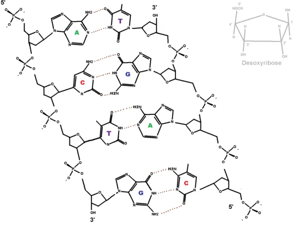 Figure 1.11 - Représentation de la composition chimique d