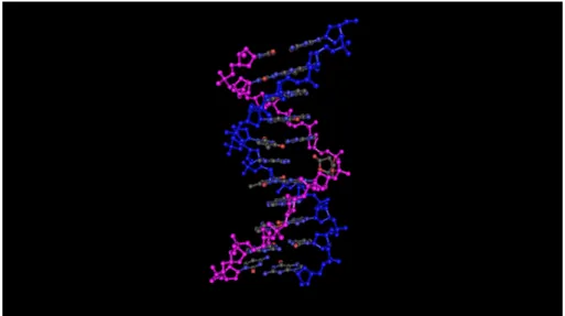 Figure 1.12 - Structure 3D d'une double hélice d'ADN ; brin A (cgcganacgcc), brin B (ggcg- (ggcg-tatcgcg) [Beger 98].