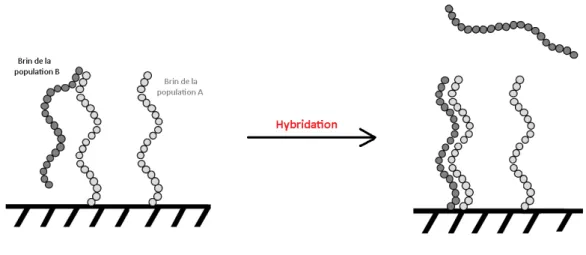 Figure 2.5 - Principe des puces à ADN. Hybridation entre deux populations de brins complé- complé-mentaires A et B.