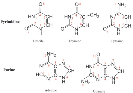 Figure 1-5 : les bases pyrimidines et purines. 