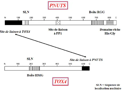 Figure  50 :  Les  structures  et  sites  d’interaction  de  TOX4  et  PNUTS,  membres  du  complexe PTW/PP (adapté de Lee et al., 2009)