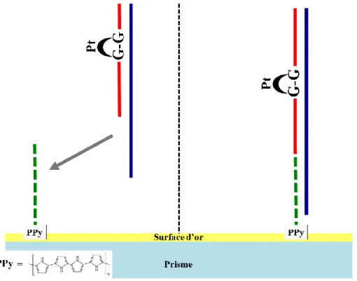 Figure  53 :  Assemblage  de  la  séquence  [sonde-cible  lésée]  à  la  surface  du  prisme  SPRi