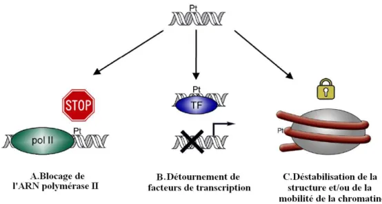 Figure  13 :  Trois  mécanismes  participant  à  l’inhibition  de  la  transcription  par  les  adduits  du  platine :  (A)  le  blocage  physique  de  l’ARN  polymérase  II  lors  de  la  transcription ;  (B) le  détournement  de  facteurs  de  transcript