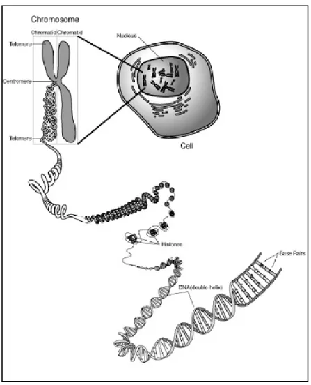 Figure 1-2 : Schéma représentant une cellule biologique et son constituant principal, l’ADN