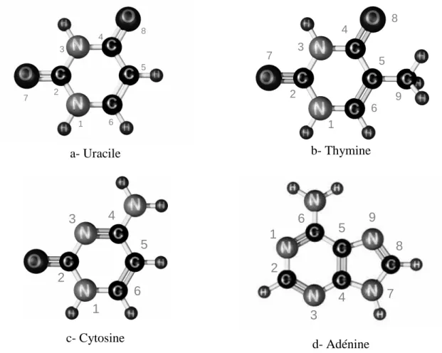 Figure  1-3 :  Structure  moléculaire  de  chacune  des  quatre  bases  à  étudier :  uracile,  thymine,  cytosine et adénine