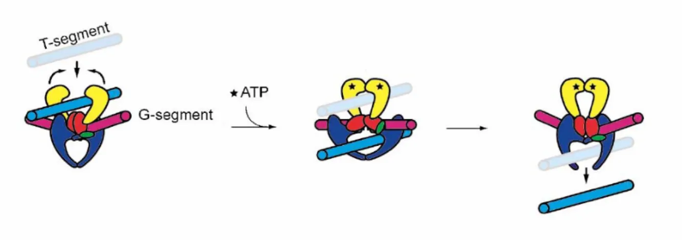 Figure 2 : Mécanisme d’action d’une Topo de type IIA  (Corbett, Berger, 2004) 