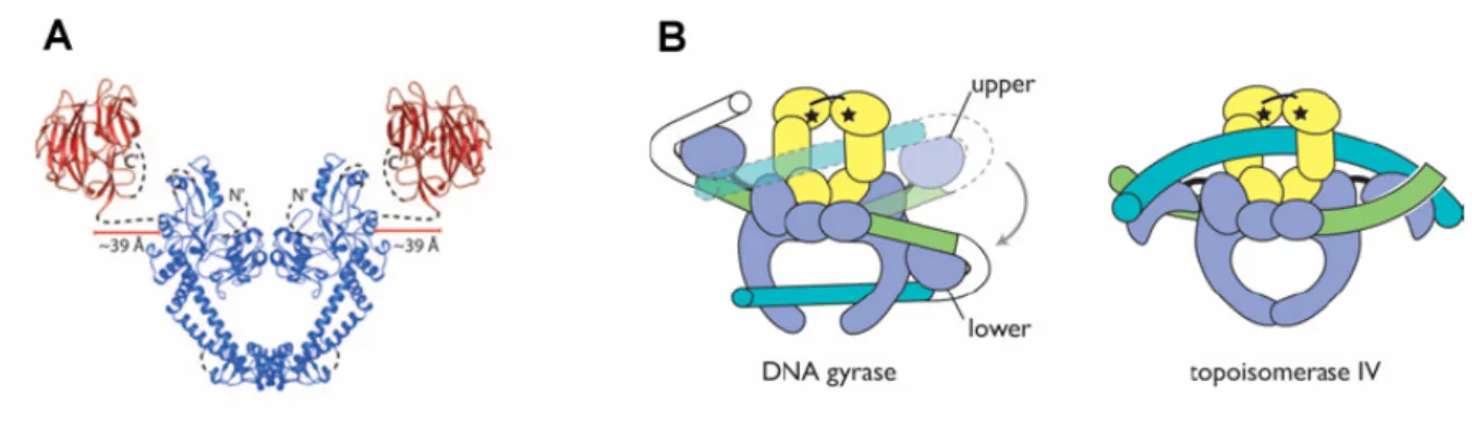 Figure 8 : Rôle de la sous-unité GyrA de la gyrase d’E. coli  dans  la  modification  de  la  superhélicité  de  l’ADN  