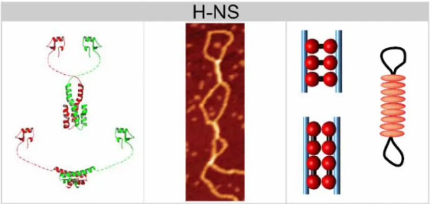 Figure 9 : Effets sur l’ADN de la protéine H-NS (Luijsterburg et al., 2006) 