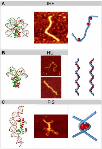 Figure 11 : Effet sur l’ADN des protéines courbant l’ADN (Luijsterburg et al., 2006) 