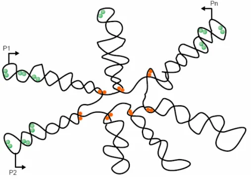 Figure 14 : Effet de la protéine Fis sur la structure du nucléoïde et la transcription (Dorman, Deighan,  2003) 