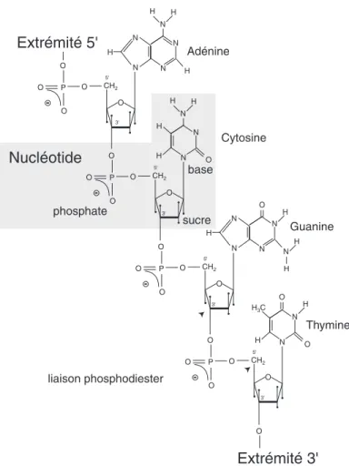 Figure 2.1: Représentation schématique de la structure chimique d’un simple brin d’ADN constitué de quatre nucléotides portant chacun une base différente