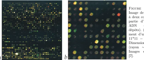 Figure 2.6: (a) Image de fluorescence à deux couleurs d’une partie d’une puce à ADN (38*38=1444 dépôts)