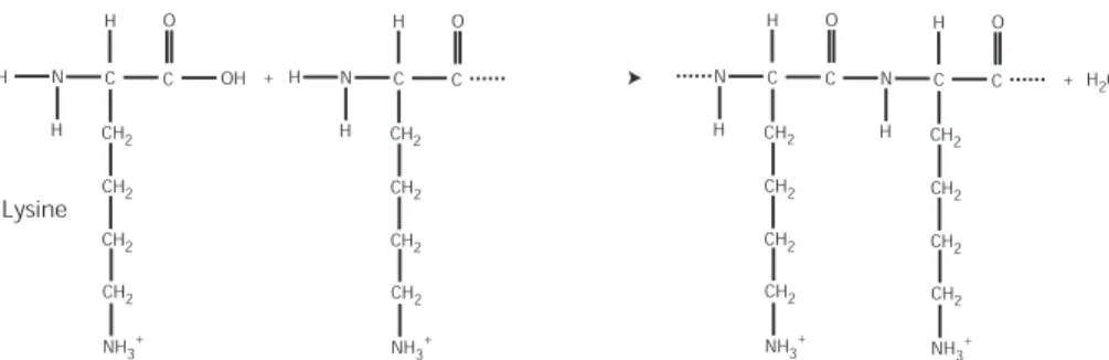 Figure 4.1: Structure chimique de la lysine et réaction peptidique entre monomères conduisant à la formation d’un polypeptide : la polylysine.