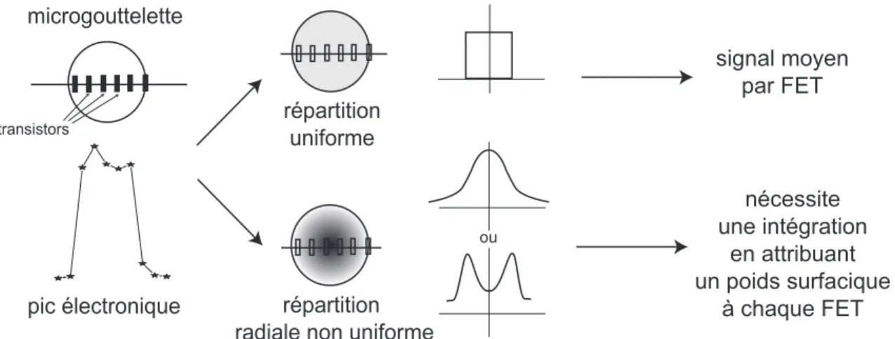 Figure 4.4: Méthode d’analyse des pics de polylysine : approche homogène ou répartition radiale ?