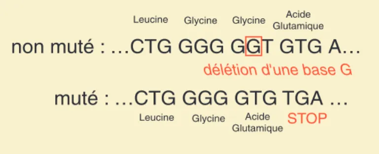 Figure 6.6: Mutation 35delG du gène CX-26.