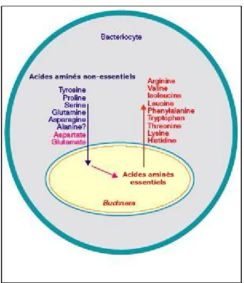 Figure A.1.5 Modèle des interactions existant entre Buchnera et son hôte pour le mé- mé-tabolisme des acides aminés