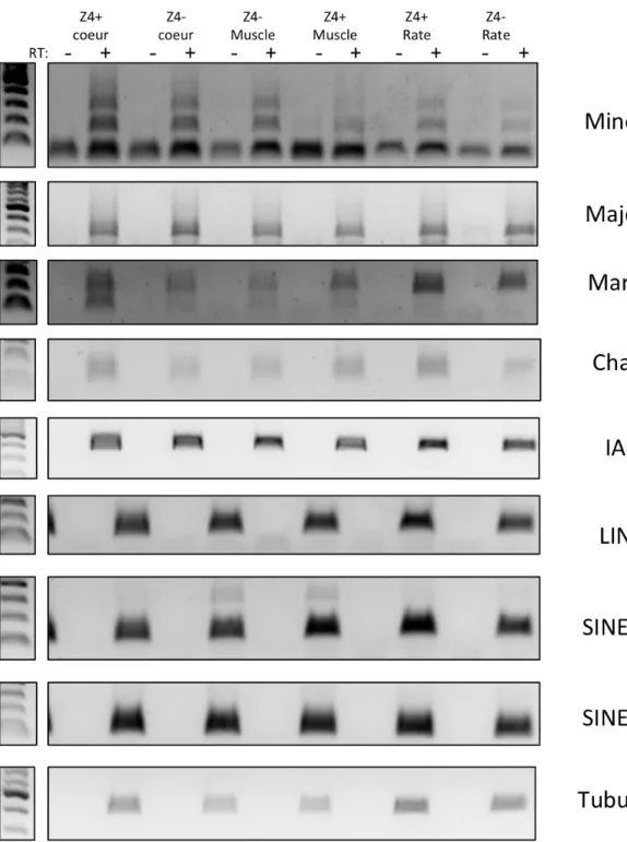 Figure  34.  Analyse  d’expression  des  éléments  répétés  par  PCR  semi- semi-quantitative