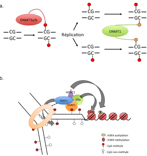 Figure 7. Activité de novo et de maintenance des ADN méthyltransférases. 