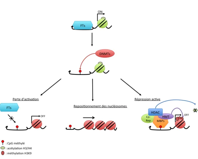 Figure  9.  La  méthylation  des  promoteurs  peut  inhiber  la  transcription  par  différents mécanismes